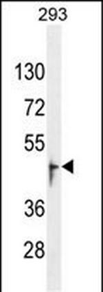 OR13J1 Antibody in Western Blot (WB)