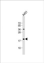 SUMO1 Antibody in Western Blot (WB)