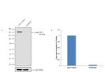 EGFR Antibody in Western Blot (WB)