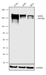 EGFR Antibody