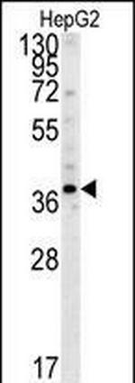 PSMD7 Antibody in Western Blot (WB)