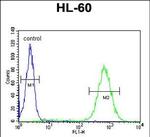 BHLHB5 Antibody in Flow Cytometry (Flow)