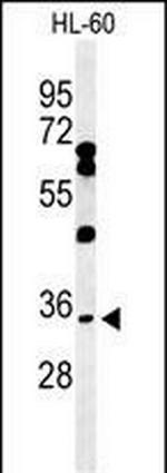 BHLHB5 Antibody in Western Blot (WB)