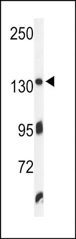 ZO-1 Antibody in Western Blot (WB)