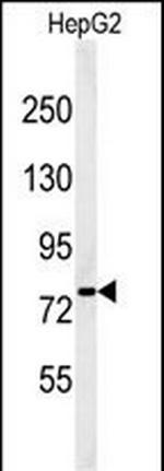 YME1L1 Antibody in Western Blot (WB)