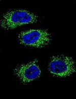 GRP94 Antibody in Immunocytochemistry (ICC/IF)