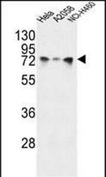 GRP78 Antibody in Western Blot (WB)