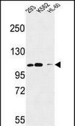 ROBO4 Antibody in Western Blot (WB)