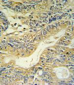 PYY Antibody in Immunohistochemistry (Paraffin) (IHC (P))