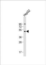 ADFP Antibody in Western Blot (WB)