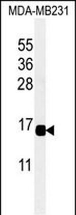 CXCL9 Antibody in Western Blot (WB)