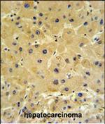 IFT20 Antibody in Immunohistochemistry (Paraffin) (IHC (P))