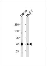 DLAT Antibody in Western Blot (WB)