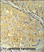 SDHAF1 Antibody in Immunohistochemistry (Paraffin) (IHC (P))