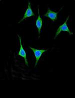 Pancreatic Amylase Antibody in Immunocytochemistry (ICC/IF)