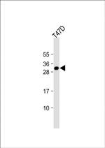 CRLS1 Antibody in Western Blot (WB)