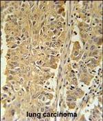 PGD Antibody in Immunohistochemistry (Paraffin) (IHC (P))