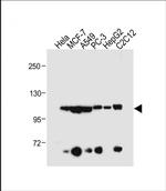 AHR Antibody in Western Blot (WB)