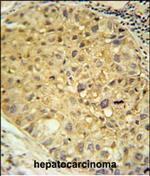 DOPA Decarboxylase Antibody in Immunohistochemistry (Paraffin) (IHC (P))