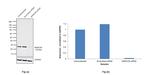 MARCH5 Antibody in Western Blot (WB)