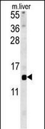 GAL Antibody in Western Blot (WB)