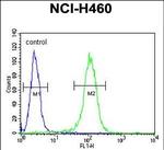 BHLHE41 Antibody in Flow Cytometry (Flow)