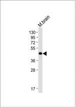 BHLHE41 Antibody in Western Blot (WB)