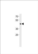 BHLHE41 Antibody in Western Blot (WB)