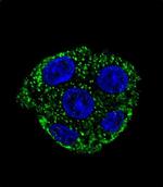 GSTO2 Antibody in Immunocytochemistry (ICC/IF)