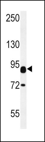 Contactin 2 Antibody in Western Blot (WB)