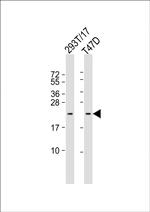 TC10 Antibody in Western Blot (WB)