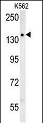 KCC2 Antibody in Western Blot (WB)