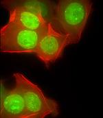 CUX1 Antibody in Immunocytochemistry (ICC/IF)