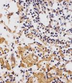 CUX1 Antibody in Immunohistochemistry (Paraffin) (IHC (P))