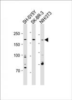 CUX1 Antibody in Western Blot (WB)