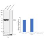 Calreticulin Antibody in Western Blot (WB)