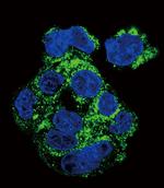 CSF1R Antibody in Immunocytochemistry (ICC/IF)