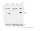 SFRP1 Antibody in Western Blot (WB)