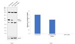 SFRP1 Antibody in Western Blot (WB)