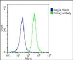 CYP27B1 Antibody in Flow Cytometry (Flow)