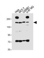 UTY Antibody in Western Blot (WB)