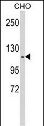 KIF11 Antibody in Western Blot (WB)