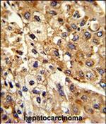 ATP1B2 Antibody in Immunohistochemistry (Paraffin) (IHC (P))