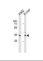 ATP1B2 Antibody in Western Blot (WB)