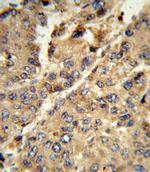 XDH Antibody in Immunohistochemistry (Paraffin) (IHC (P))