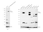 XDH Antibody in Western Blot (WB)