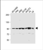 ABCF1 Antibody in Western Blot (WB)