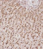 GUSB Antibody in Immunohistochemistry (Paraffin) (IHC (P))