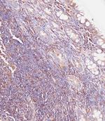 GUSB Antibody in Immunohistochemistry (Paraffin) (IHC (P))