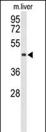 CHIA Antibody in Western Blot (WB)